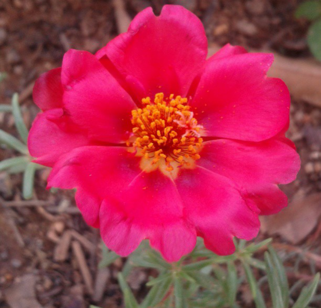 flor.png