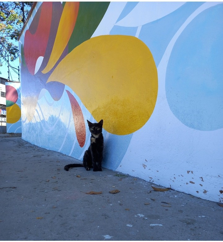 Gato.jpg