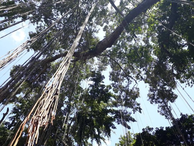 The forest was present in Rio Claro, Barquisimeto.