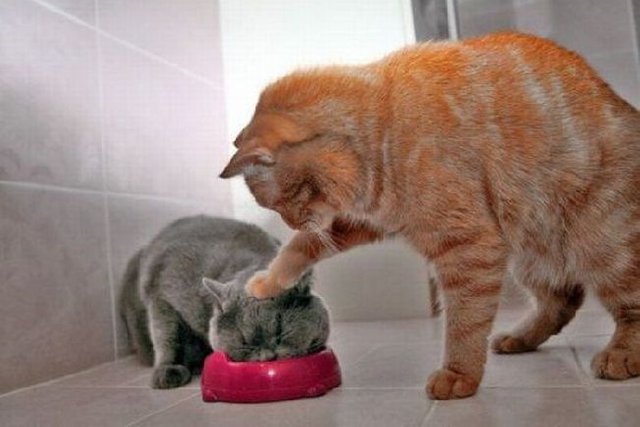 cats.jpg