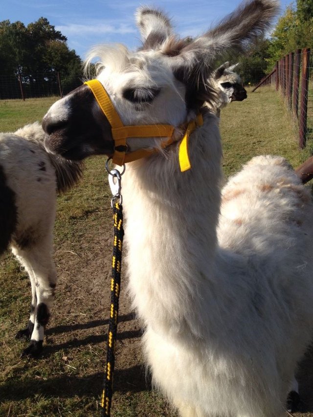 lama.jpg