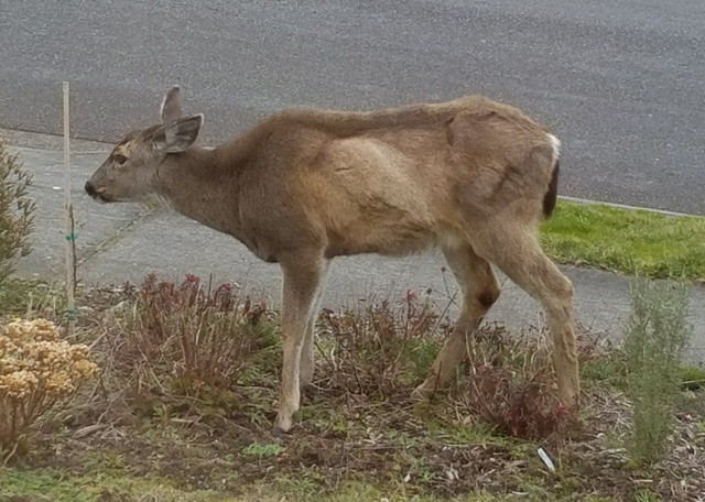 Deer.jpg