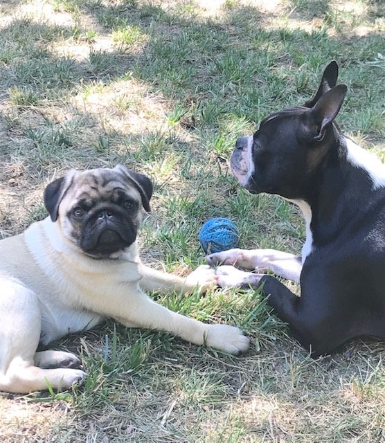 pups.jpg
