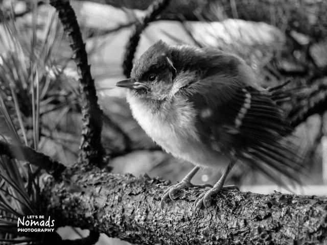 bird.jpg