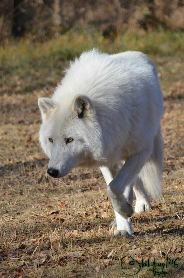#1 Wolfdog sanctuary, Cochrane, Canada