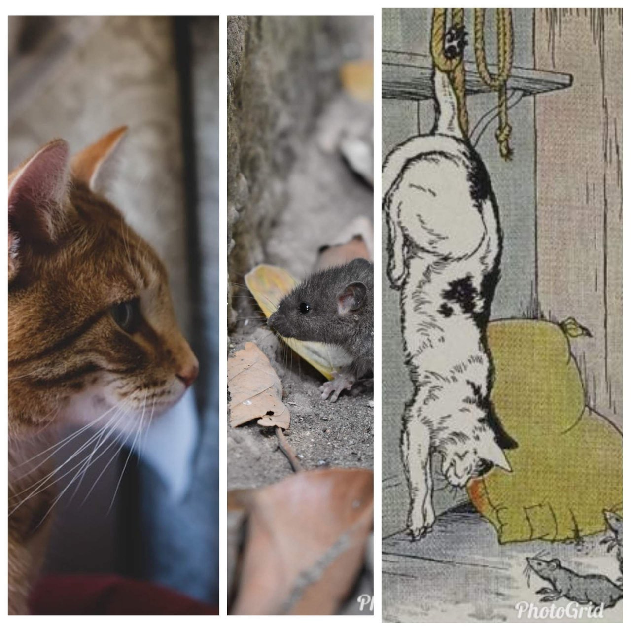 3. The Cat & the Old Rat