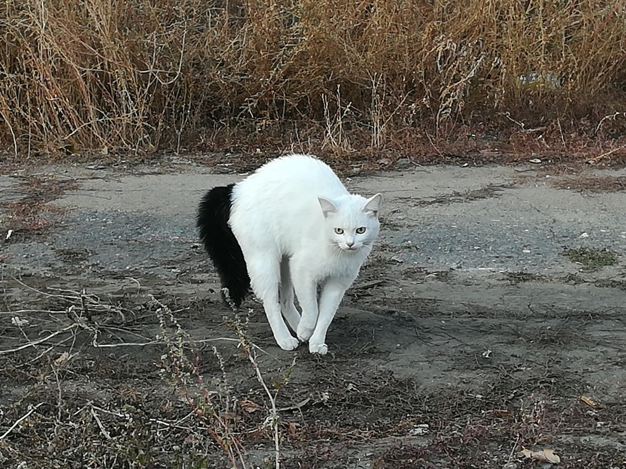 The big white cat. Белая кошка с черным хвостом. Кот с белым хвостом. Белая кошечка с черным хвостом. Белые коты с черным хвостом.