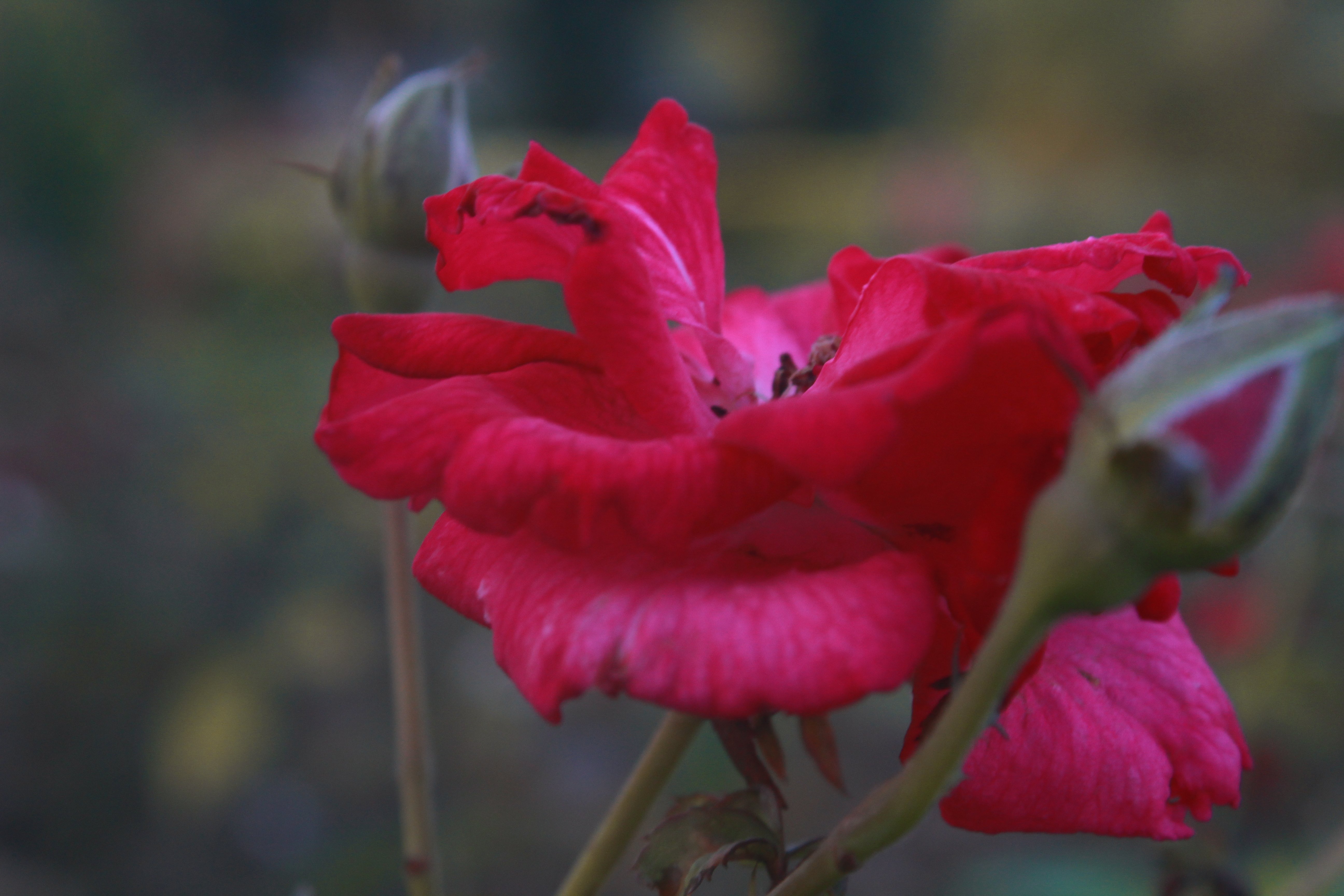 Roses turn