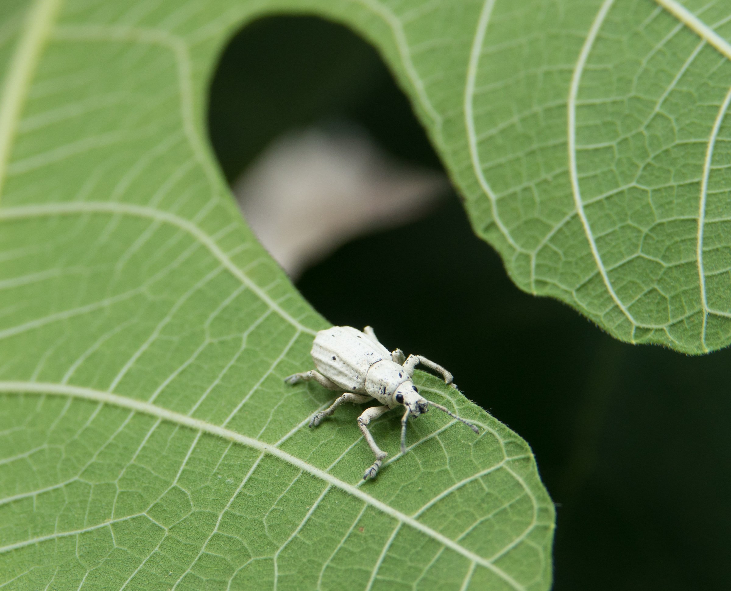 Как называется белый жук. Белый хрущ Жук. Майский Жук белый. Хрущ Майский белый