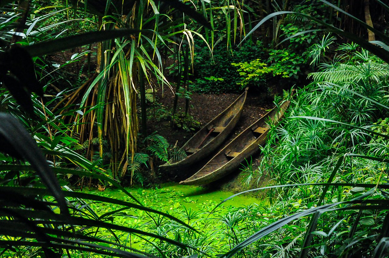Джунгли новороссийск. Французская Гвиана джунгли. Джорджтаун Гайана. Кооперативная Республика Гайана джунгли. Ухань джунгли.