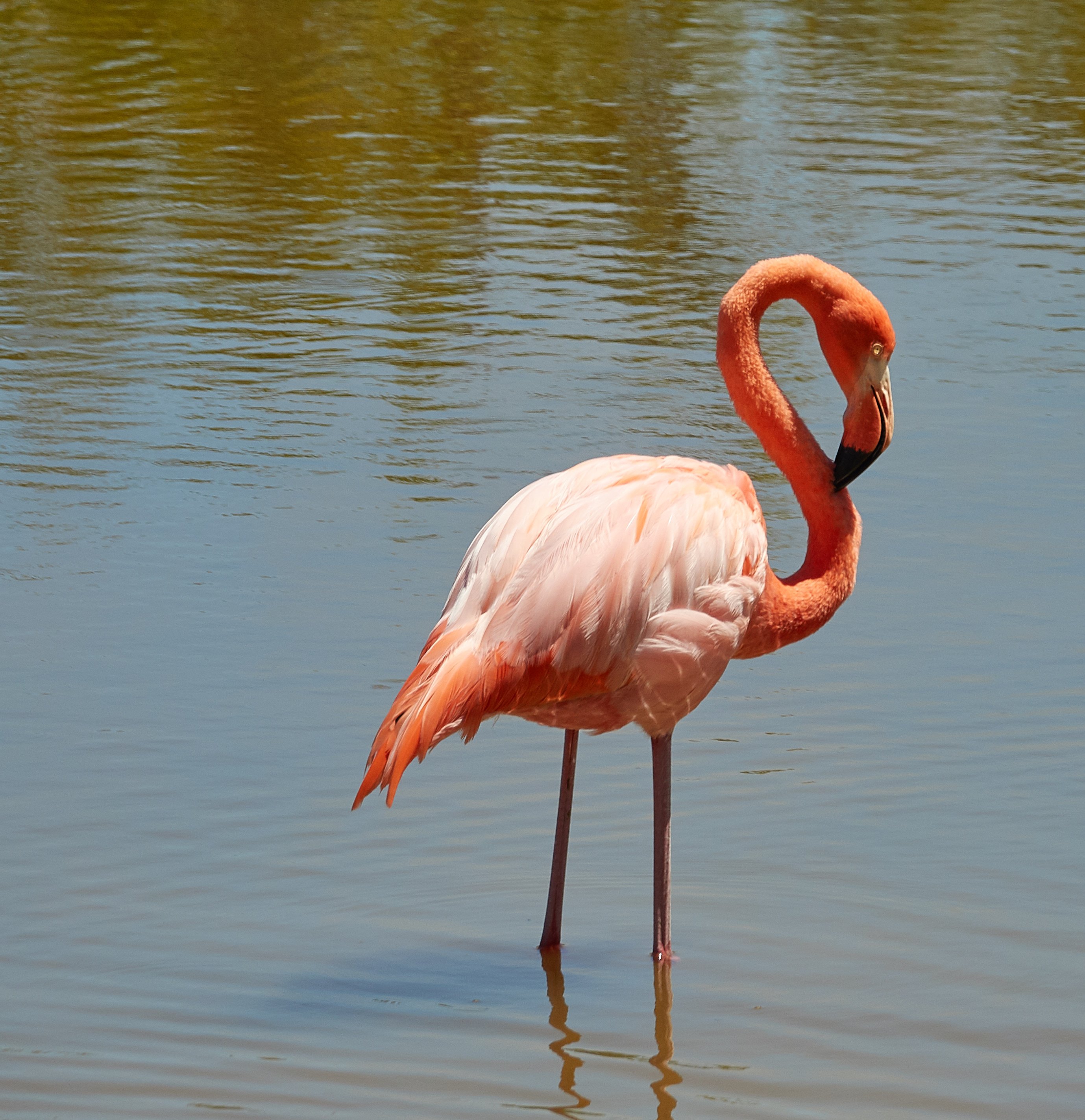 Фламинго. Фламинго обыкновенный розовый. Фламингообразные обыкновенный Фламинго. Обыкновенный Фламинго (розовый Фламинго) (Phoenicopterus roseus). Самец Фламинго самец Фламинго.