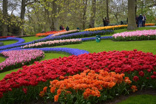 Keukenhof Tulip Garden