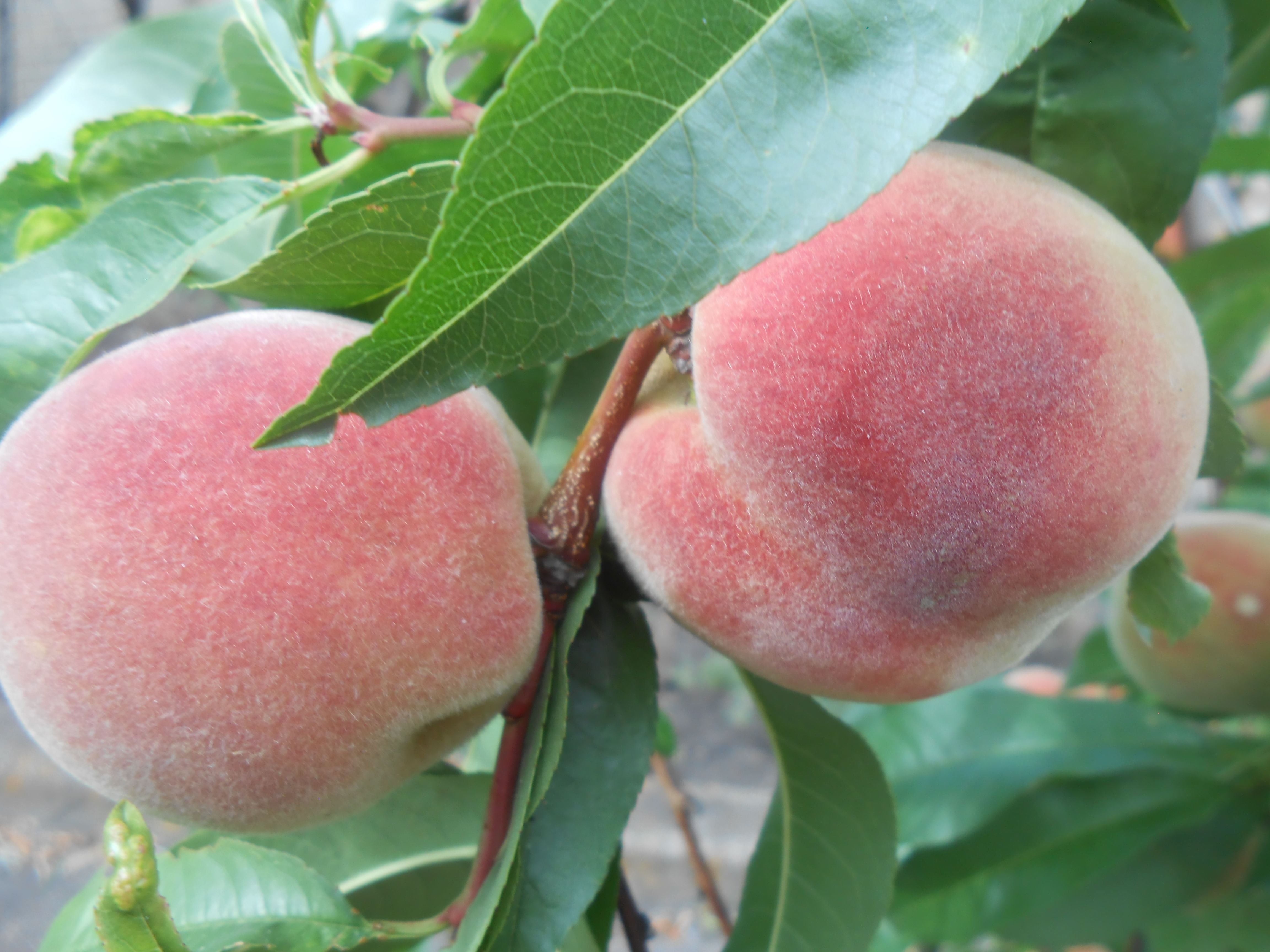 Персик коллинз описание сорта отзывы. Персик киевский ранний фото. Персик киевский ранний описание сорта. Персик коллинз (2 года). Персик морозостойкий.