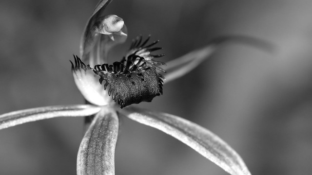 Caladenia lavigera Plain-lip spider orchid Tas.jpg