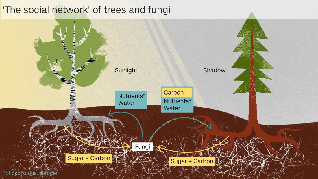 Could tree. Корни деревьев питательные вещества. Фосфор на дереве. Обмен веществ в дереве. Как дерево получает питательные вещества.