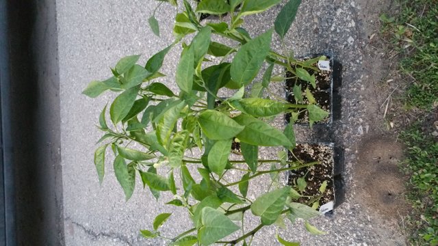 20180526_212653.jpg