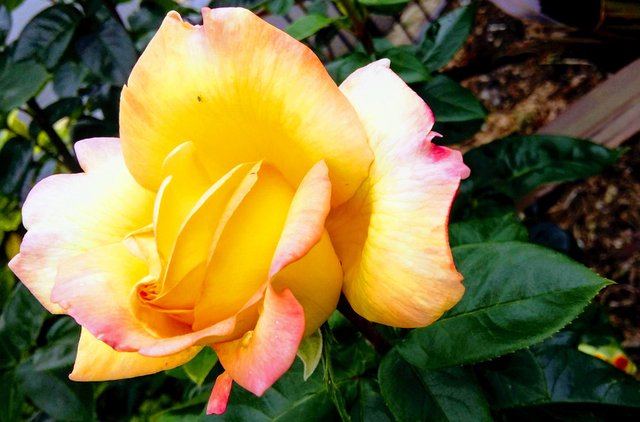 orange rose.jpg