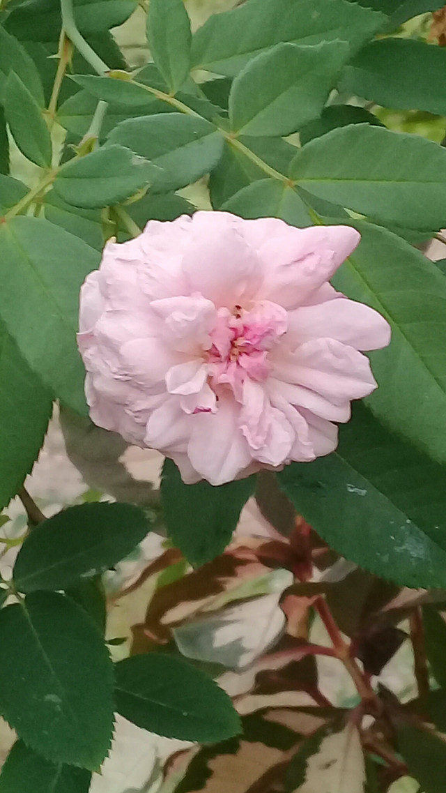 20180617_174625.jpg