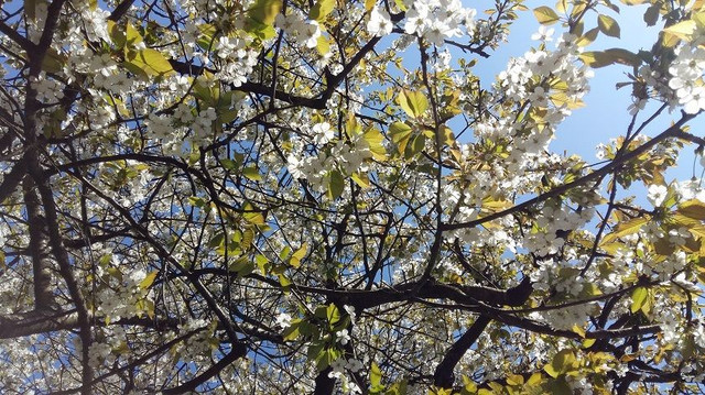 White Blossom.jpg