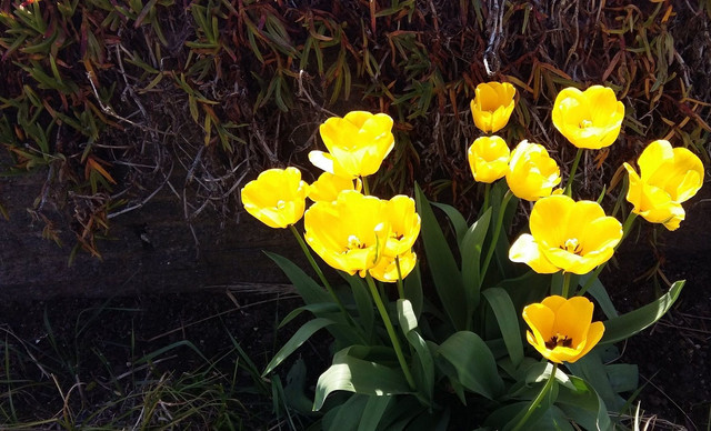 tulips