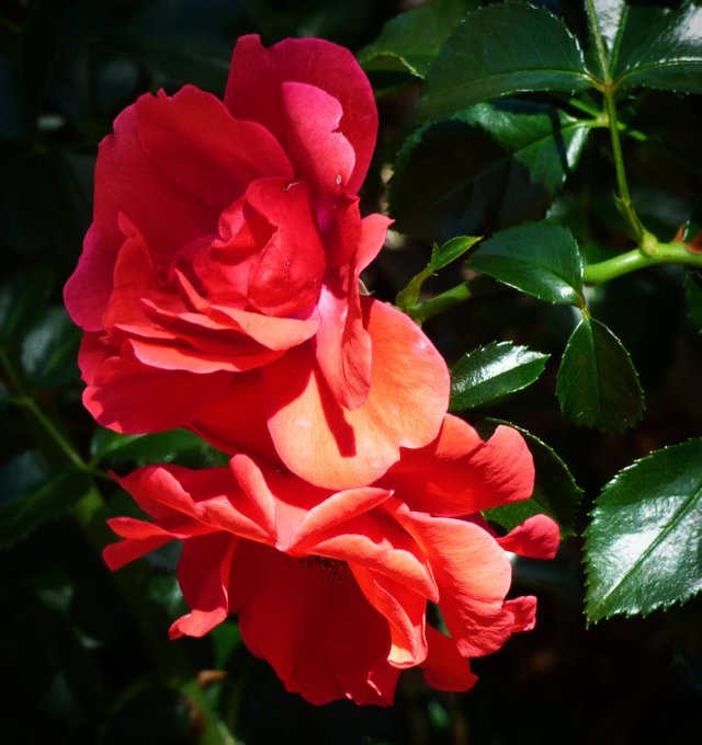 2 red roses.jpg