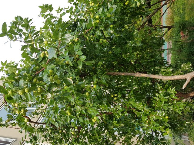 20180807_171607.jpg