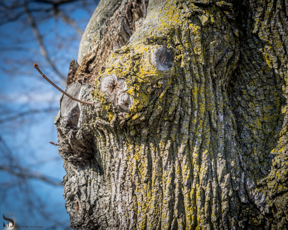 tree detail-2.jpg