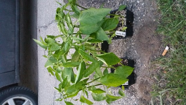 20180526_212927.jpg