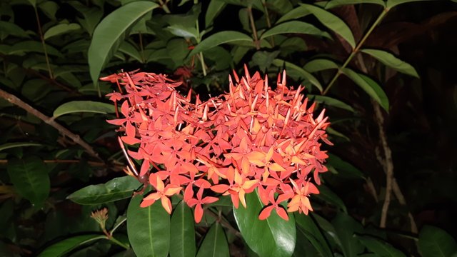 20180730_225142.jpg
