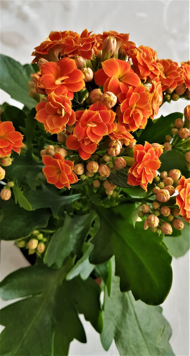 20190316_132122.jpg