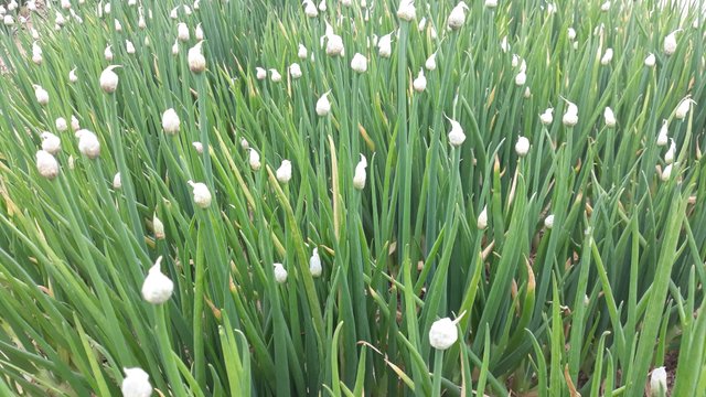 20200501_114014.jpg