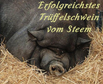 Kein Bild