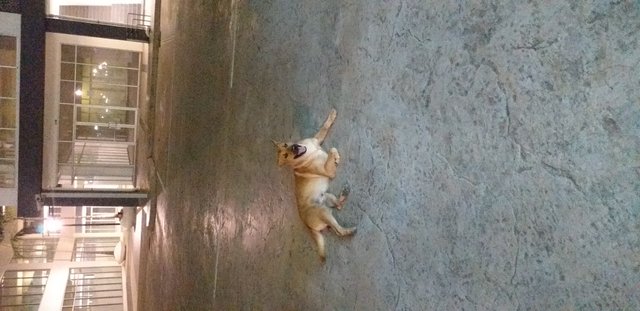 20190619_030919.jpg