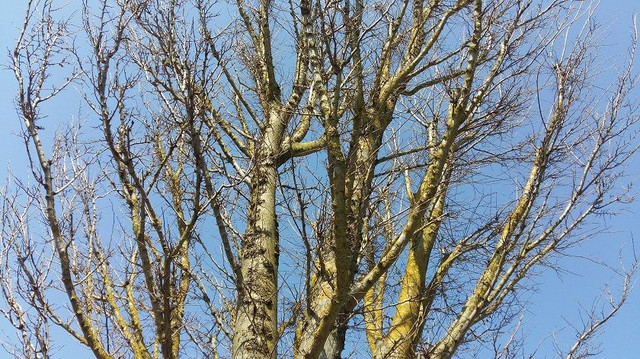 Bare Branches.jpg