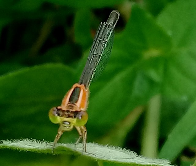 20180827_155721.jpg