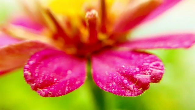 Zinnia flower.jpg