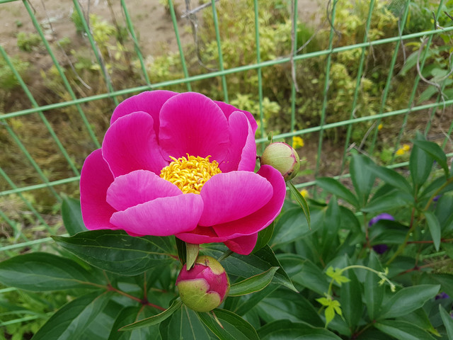 20180520_101737.jpg