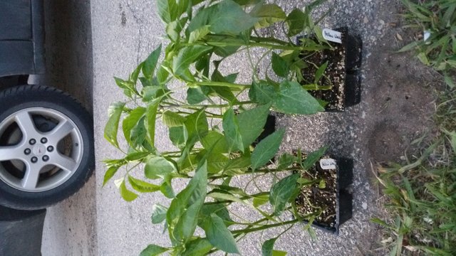 20180526_213037.jpg