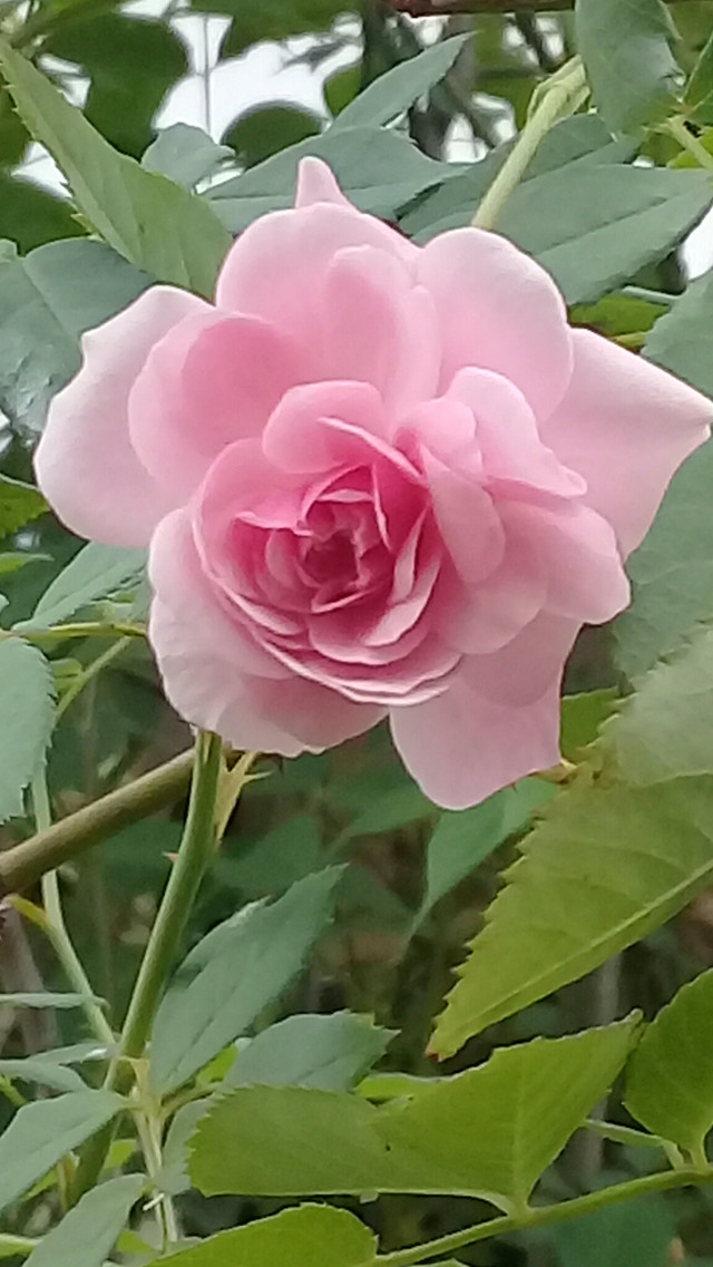 20180617_174703.jpg