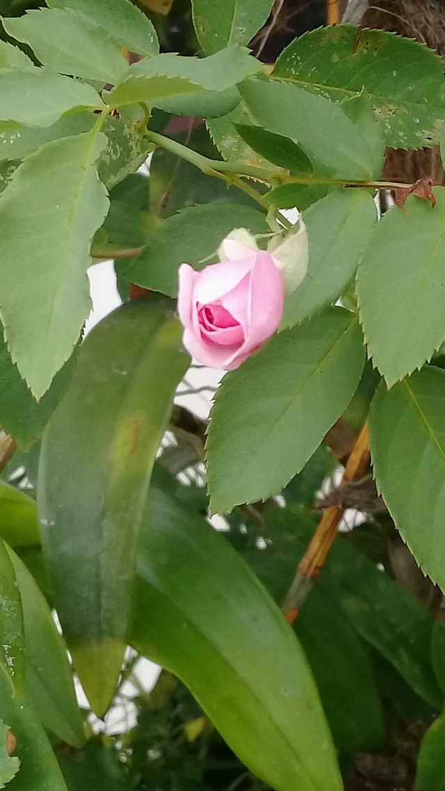 20180617_174747.jpg