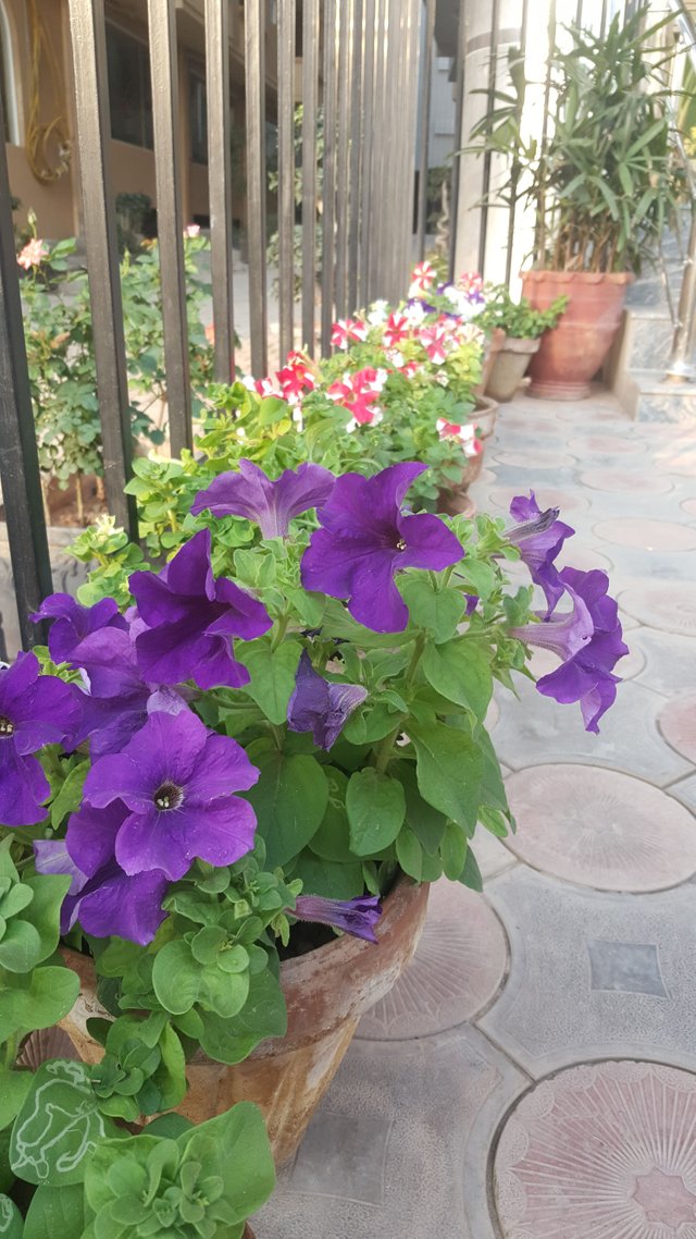 20180408_065551.jpg