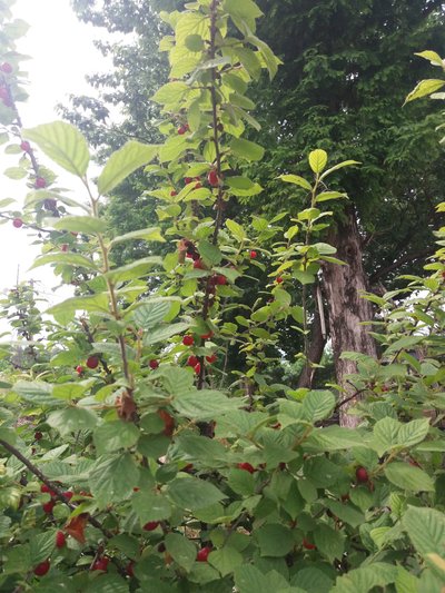 20180617_145819.jpg