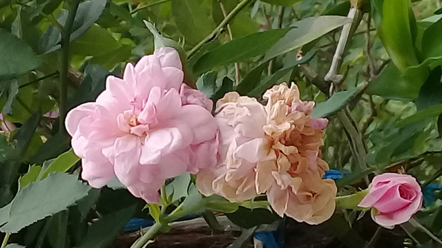 20180617_174958.jpg