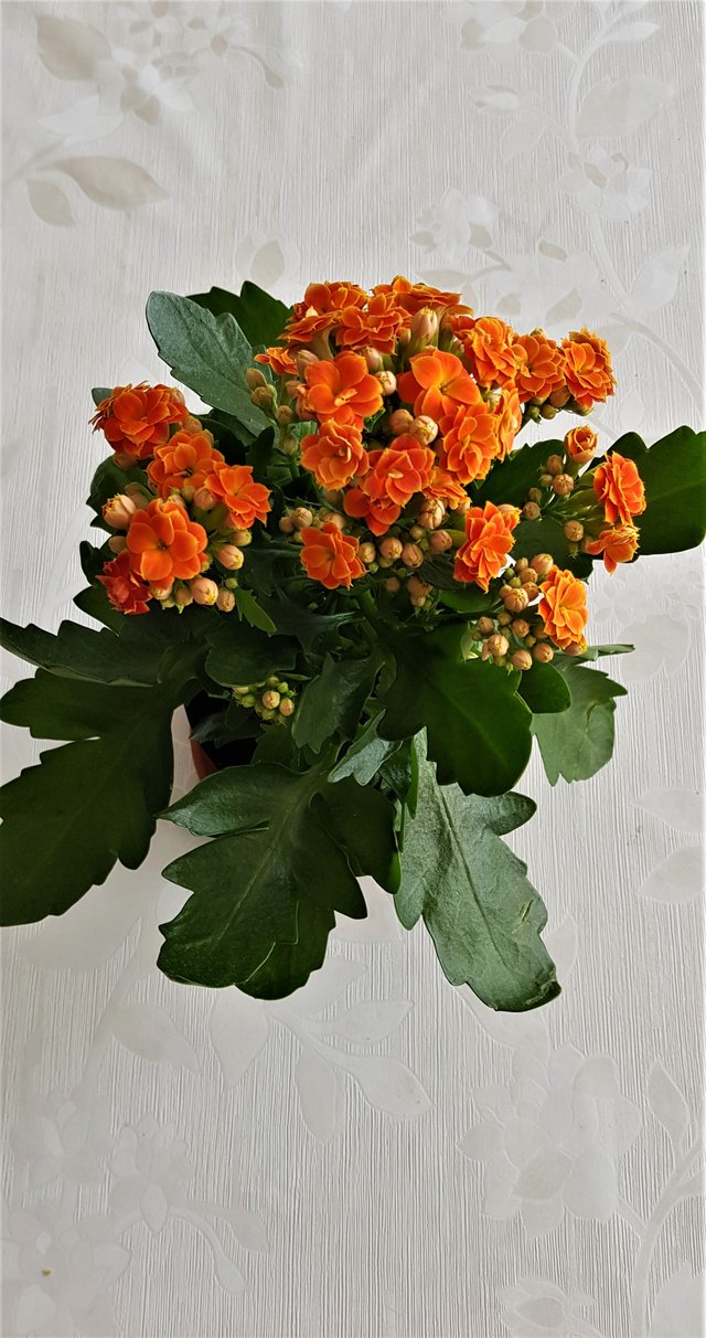 20190316_132057.jpg