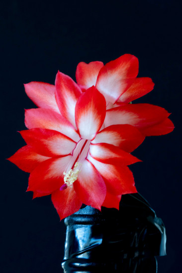 ValentineCactus.jpg