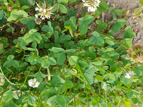 20180604_163217.jpg