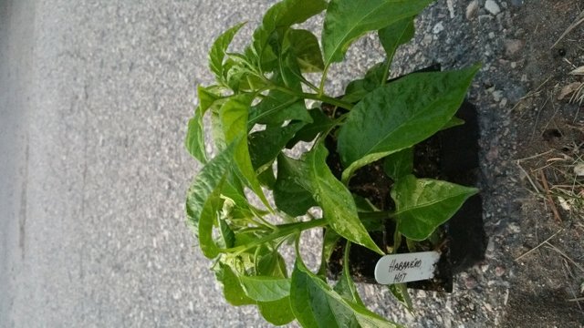 20180526_213240.jpg
