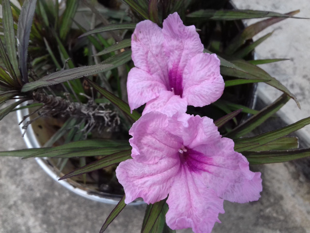 20180515_104206.jpg