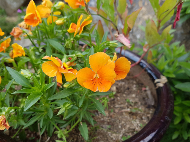 20180520_101834.jpg