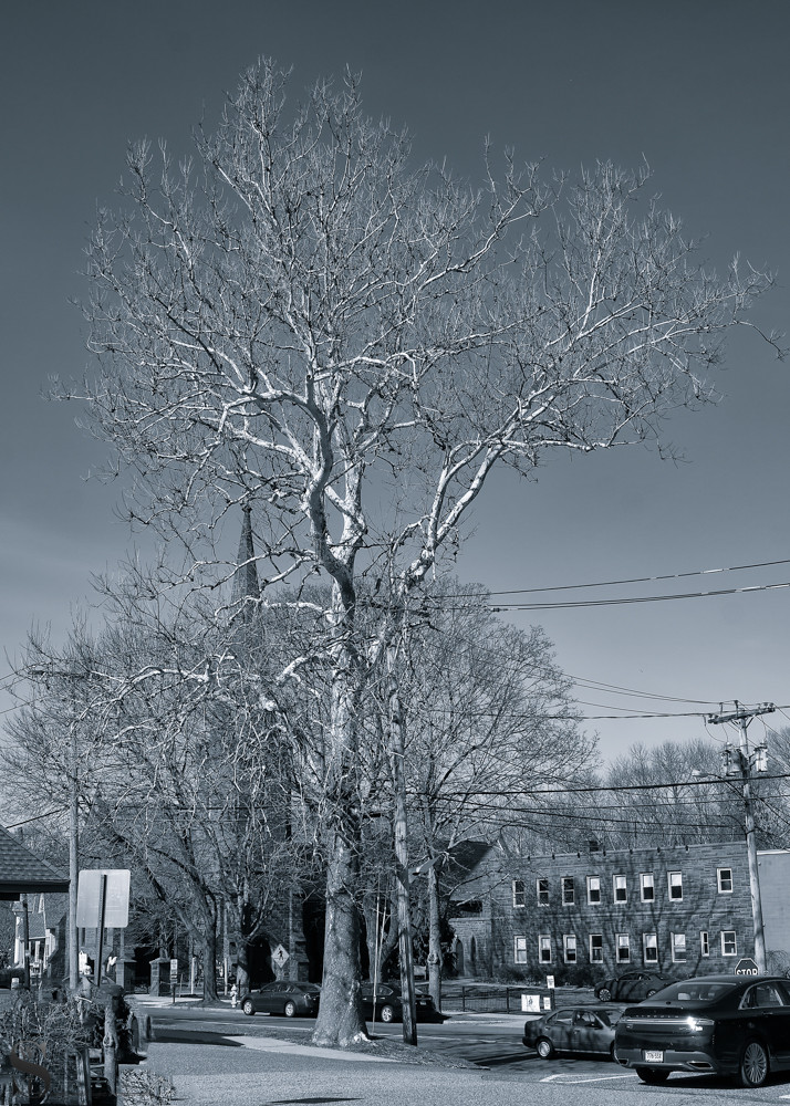 tree detail-3.jpg